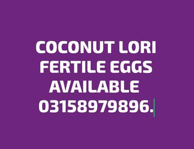 Coconut Lori fertile eggs available.