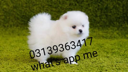 Pomeranian puppies/shihtzu puppies