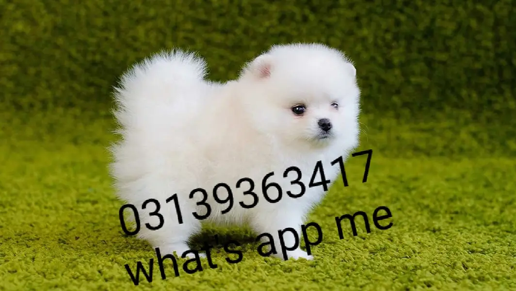 Pomeranian puppies/shihtzu puppies