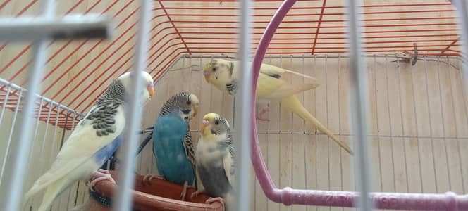 Home care birds