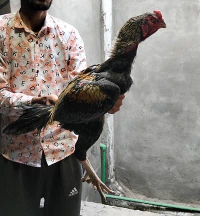 shamo x burmi thai male