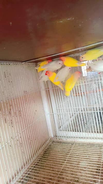 love birds breeder piece for sale