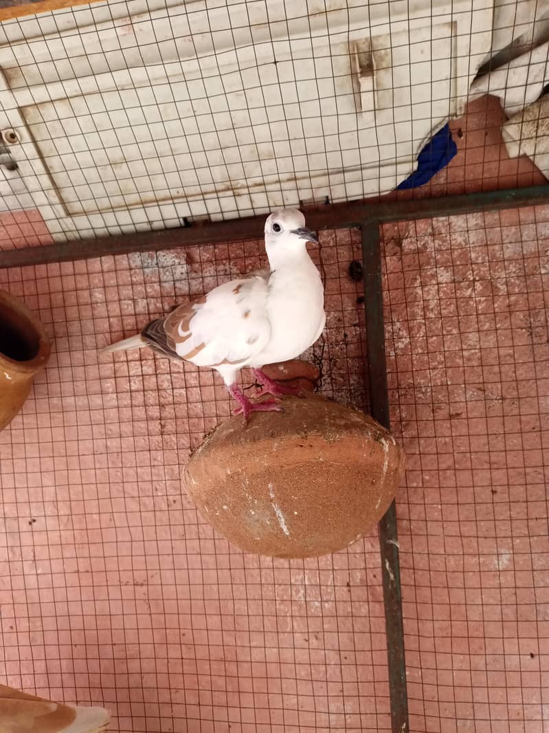 Doves 0