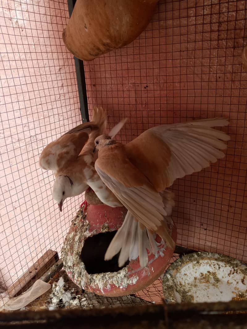 Doves 1