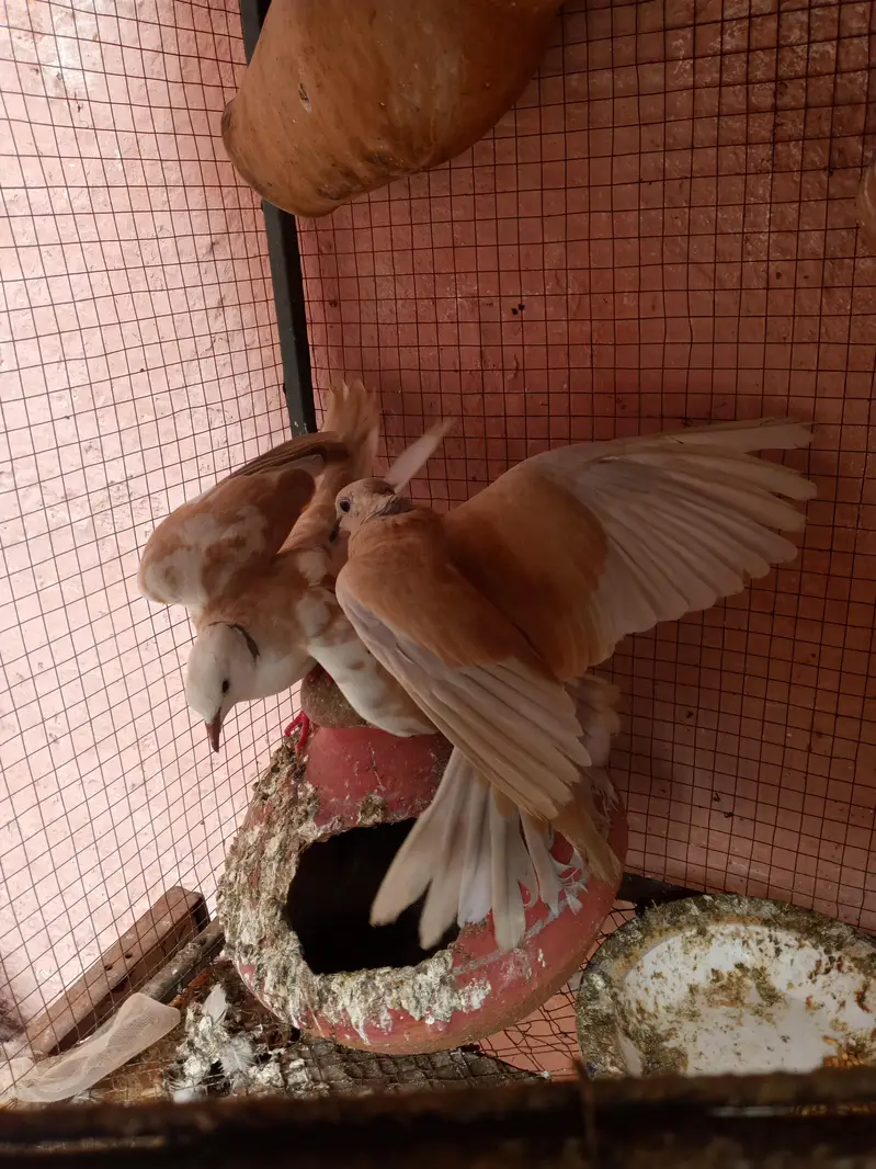 Doves — photo 2