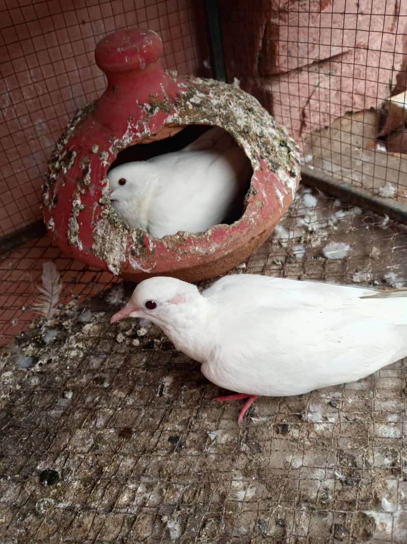 Doves 2