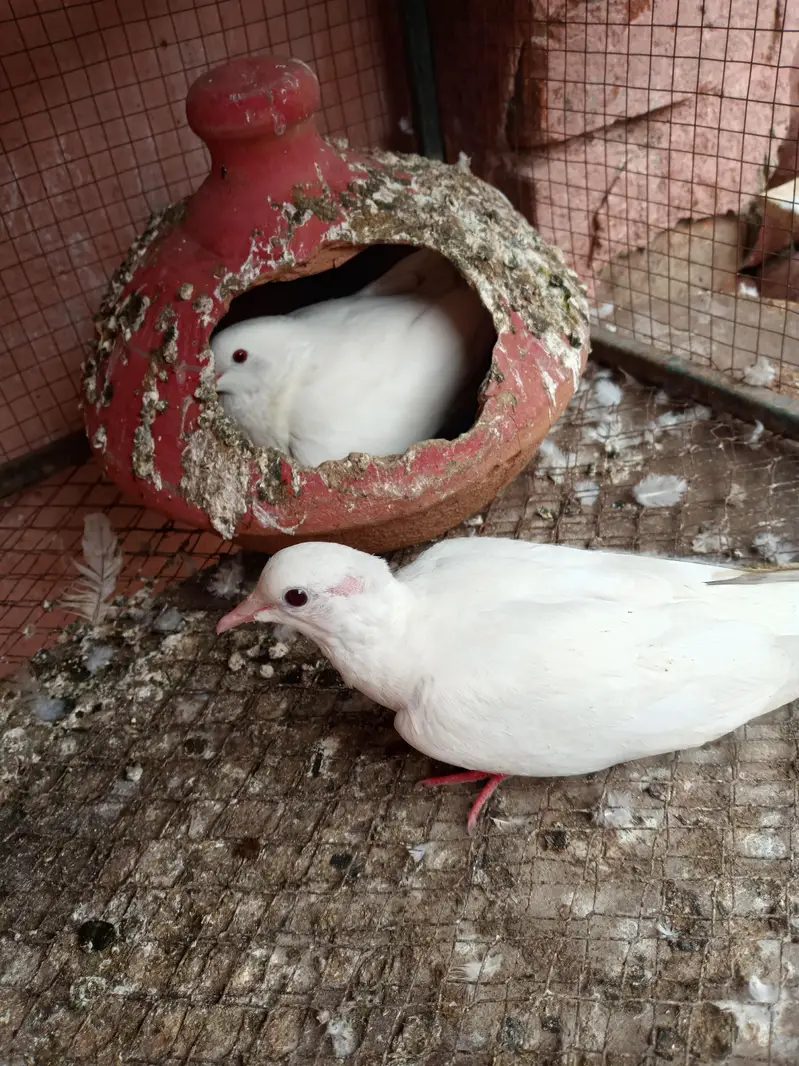 Doves — photo 3