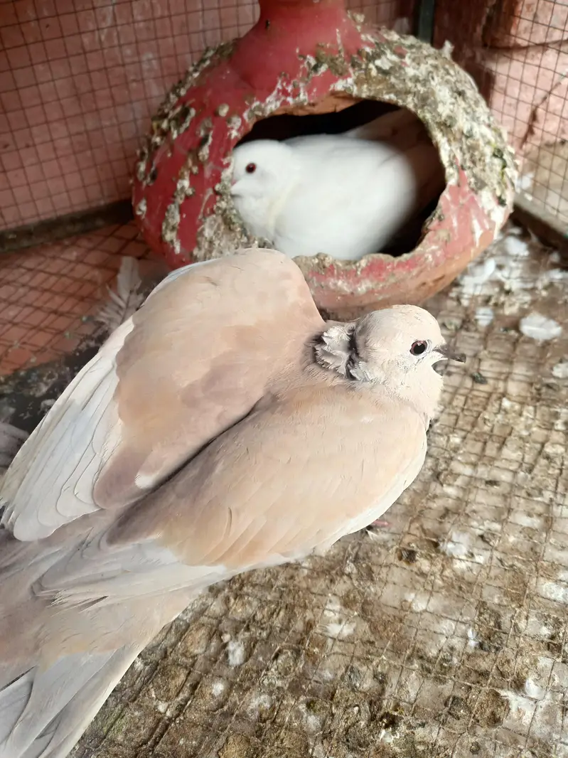 Doves — photo 4