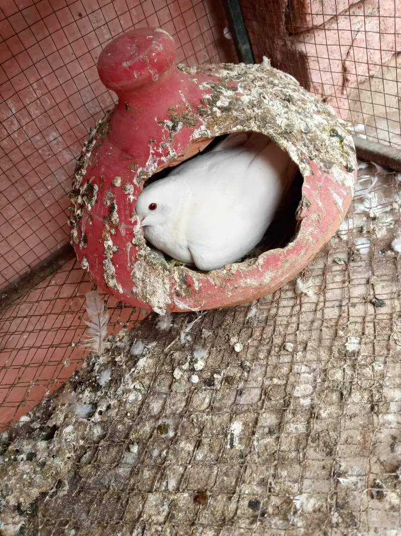 Doves — photo 5
