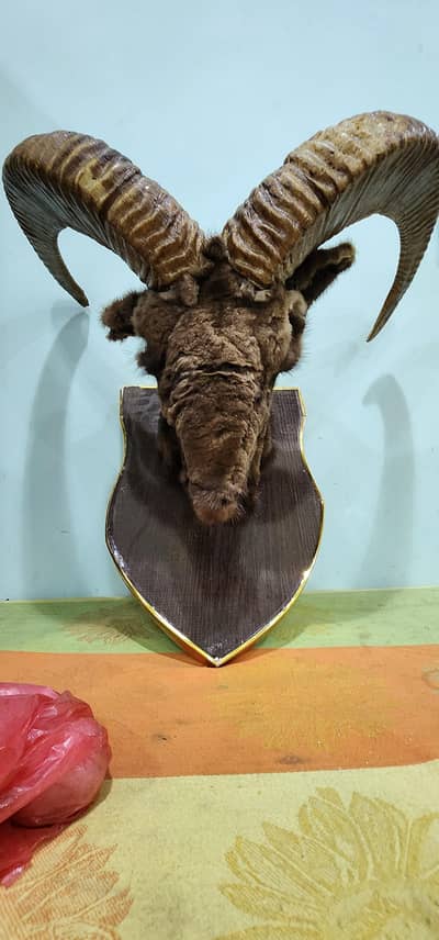 Urial Horn
