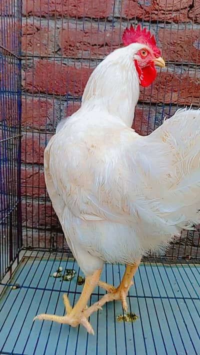 سفید لیئر مرغا برائے فروخت   نسل/قسم: White Layer Rooster