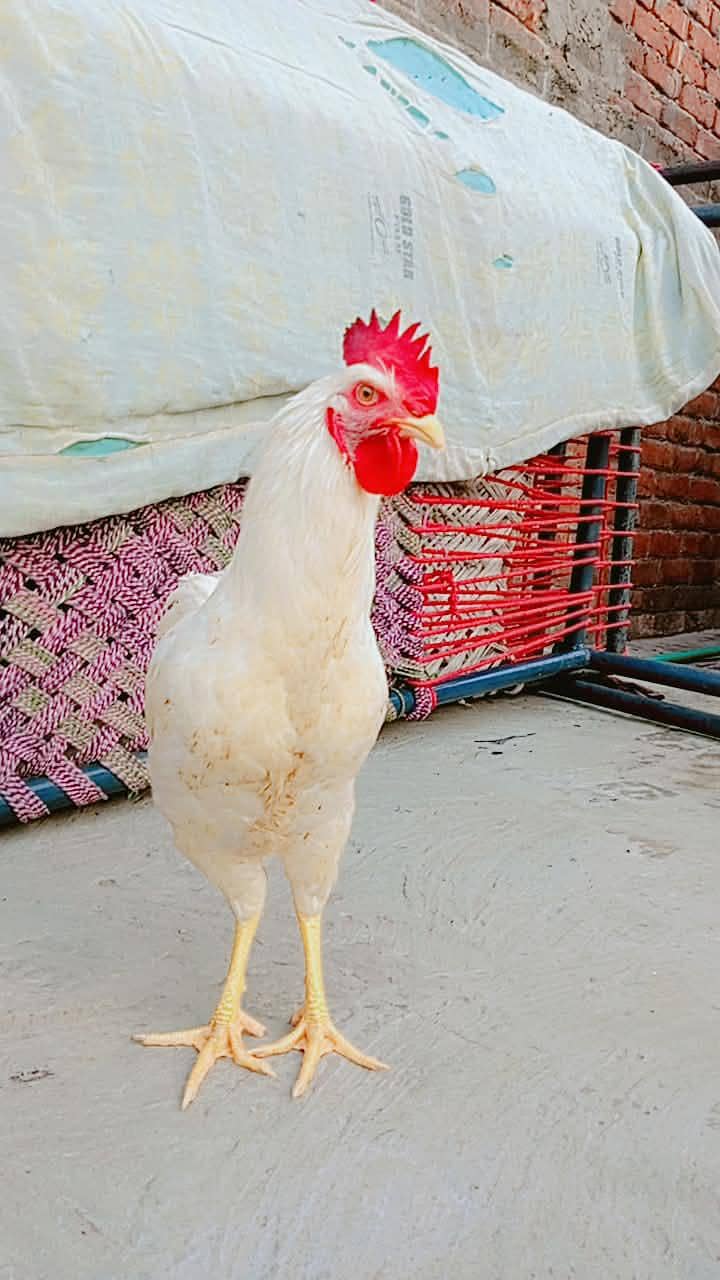 سفید لیئر مرغا برائے فروخت   نسل/قسم: White Layer Rooster 1
