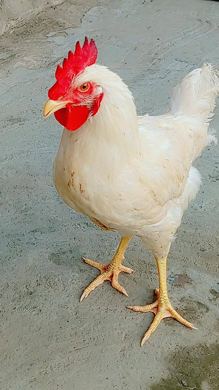 سفید لیئر مرغا برائے فروخت   نسل/قسم: White Layer Rooster 2