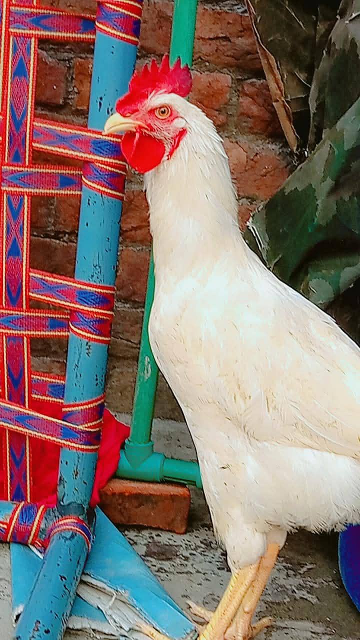 سفید لیئر مرغا برائے فروخت   نسل/قسم: White Layer Rooster 3