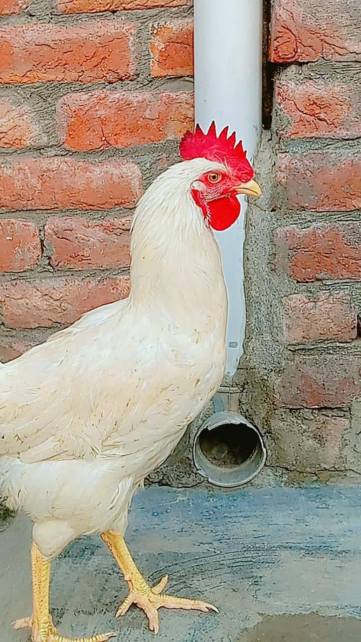 سفید لیئر مرغا برائے فروخت   نسل/قسم: White Layer Rooster 4