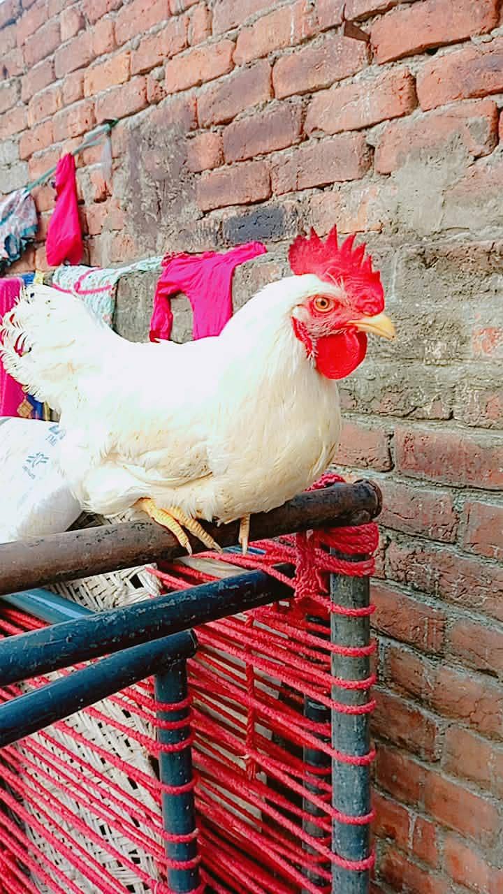 سفید لیئر مرغا برائے فروخت   نسل/قسم: White Layer Rooster 5
