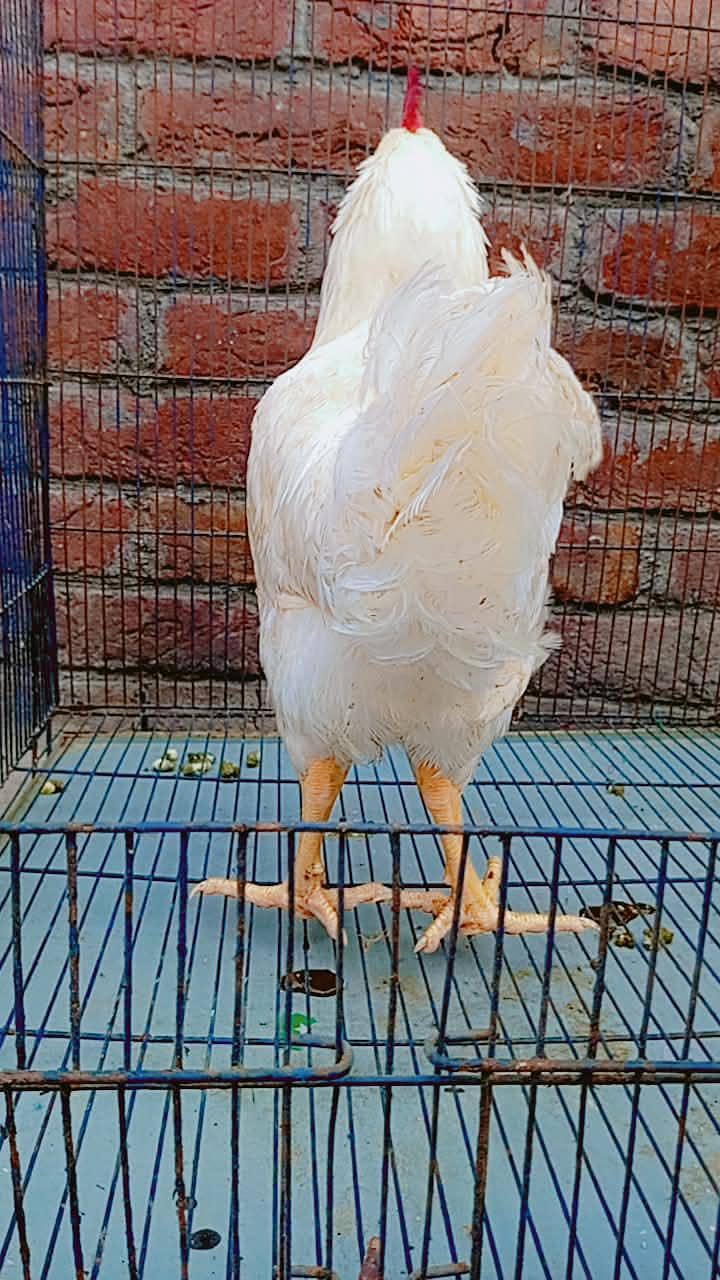 سفید لیئر مرغا برائے فروخت   نسل/قسم: White Layer Rooster 7