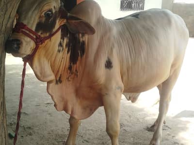18 Month Healthy Bachra – 120 KG – Zabardast Body – Sale
