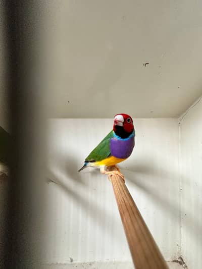 Lady gouldian finch red,black,orange head