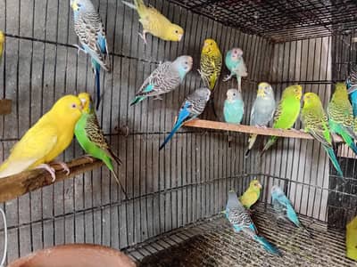 Australian parrot birds cage 1.5by2 yalo ring nick male pineapple