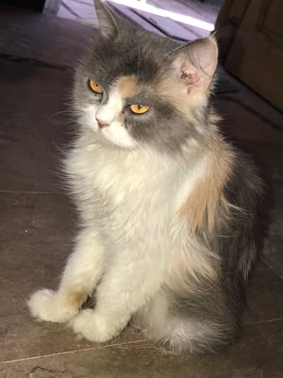Cat for sale