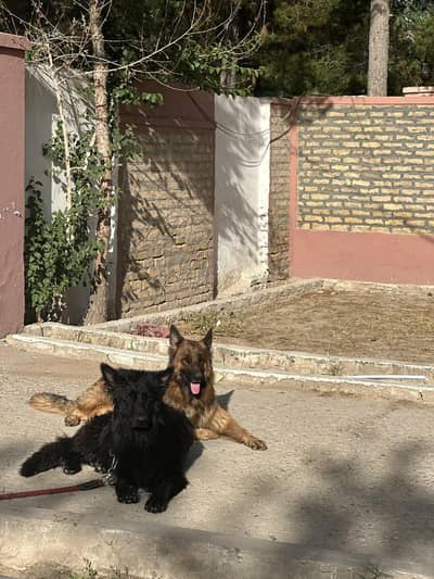 German shepherd for sale with cage