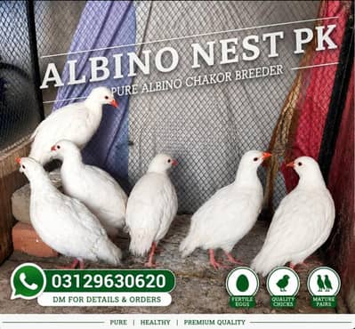 Albino White chakoor