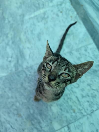 Beautiful Brown Tabby Cat | Domestic Shorthair | Young & Active