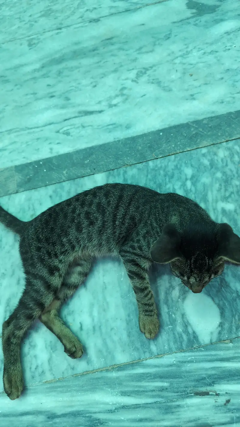 Beautiful Brown Tabby Cat | Domestic Shorthair | Young & Active — photo 2