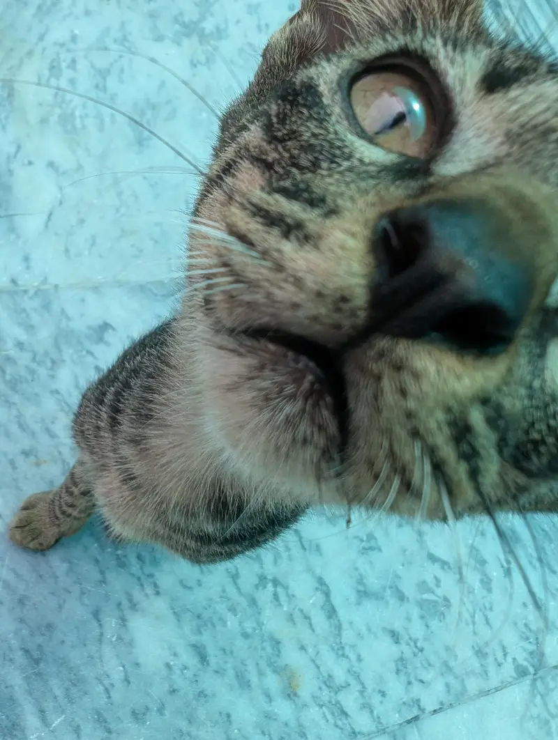 Beautiful Brown Tabby Cat | Domestic Shorthair | Young & Active — photo 3