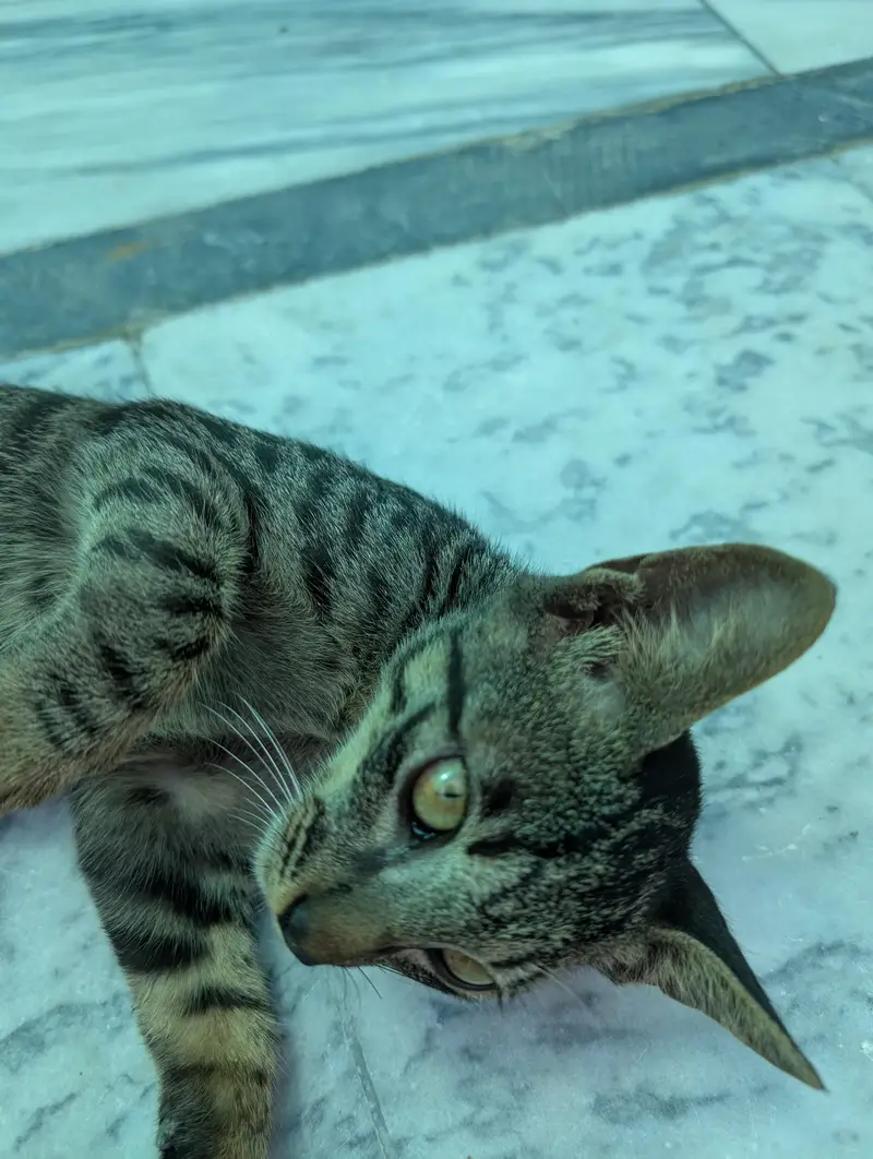 Beautiful Brown Tabby Cat | Domestic Shorthair | Young & Active — photo 7
