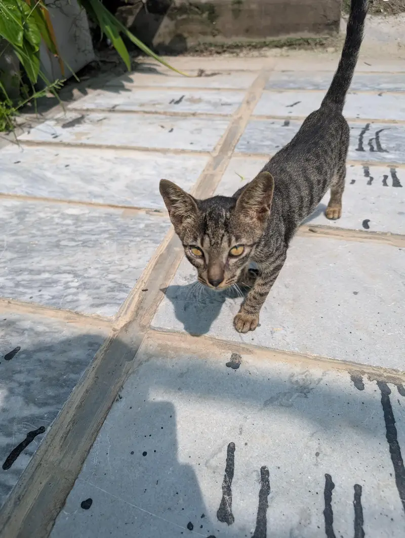 Beautiful Brown Tabby Cat | Domestic Shorthair | Young & Active — photo 8
