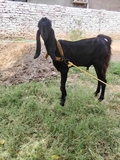 Amratsari  male   |  Goat  | bakra  | chatra 0300-0091606