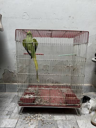 Parrot cage (Exchange with small cage)