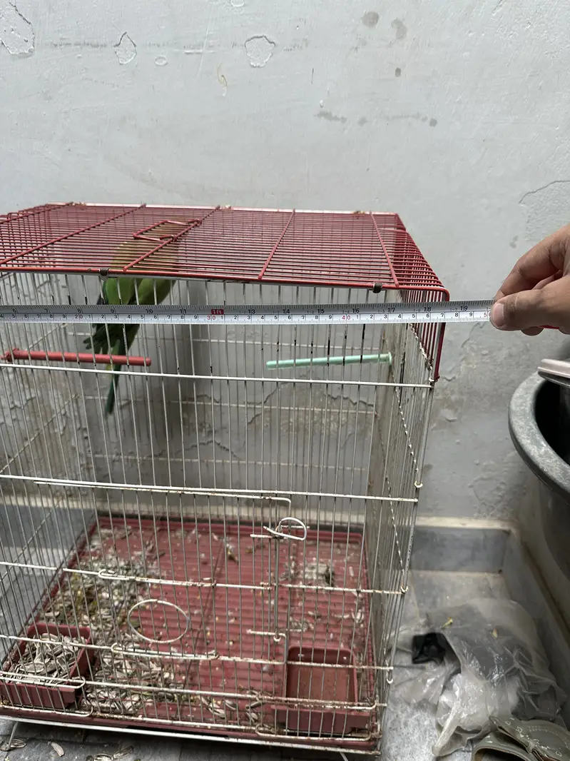 Parrot cage (Exchange with small cage) — photo 2