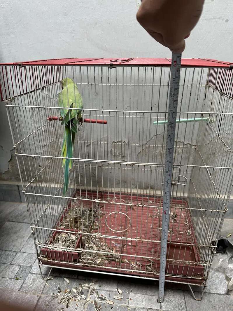 Parrot cage (Exchange with small cage) — photo 3