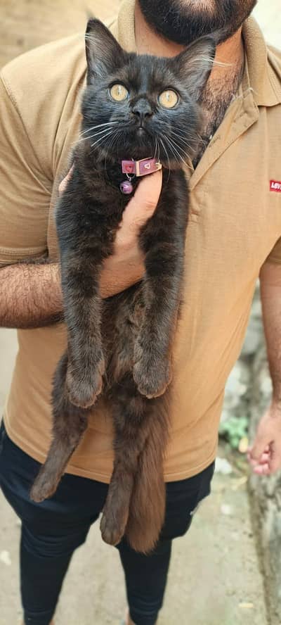 Cat For Sale