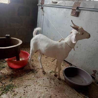 white teda bakra