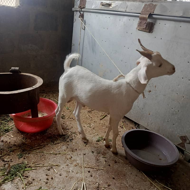white teda bakra 0