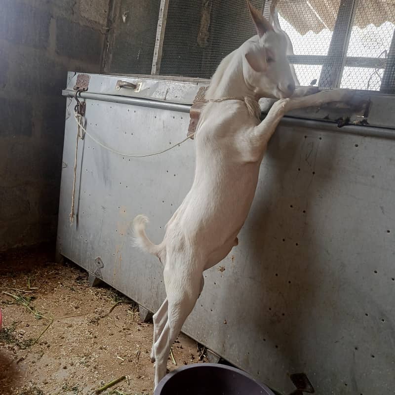 white teda bakra 1