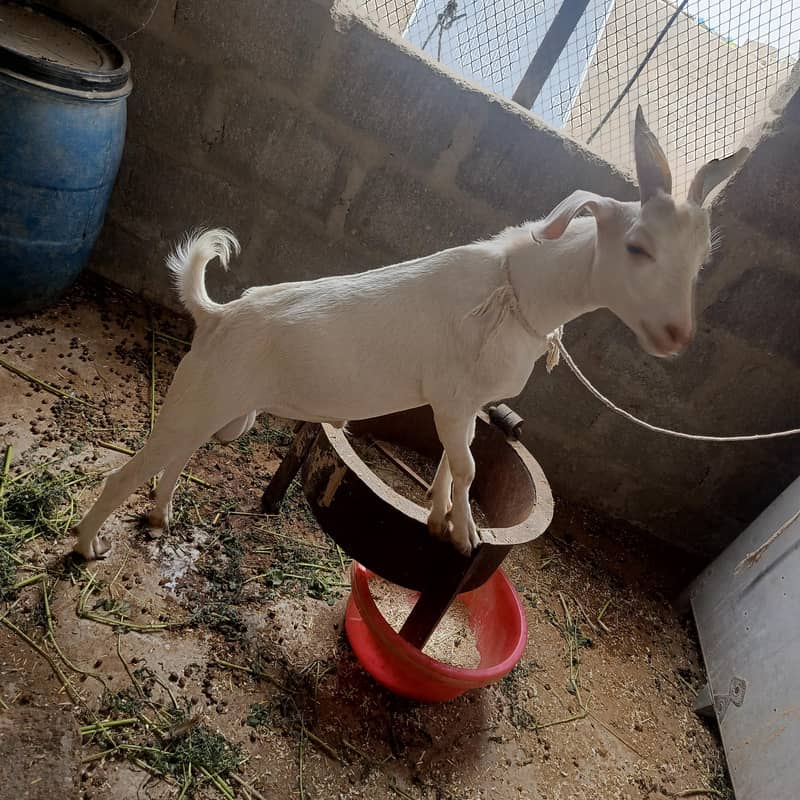 white teda bakra 2