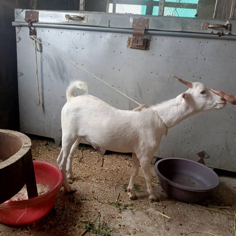 white teda bakra 3