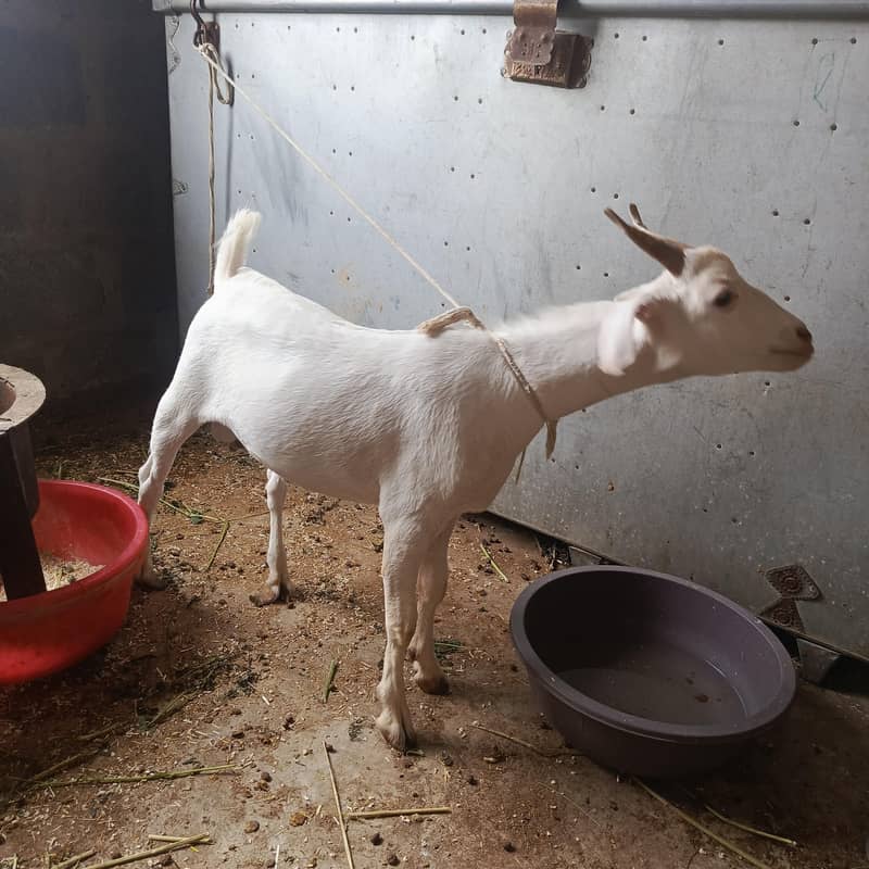 white teda bakra 4
