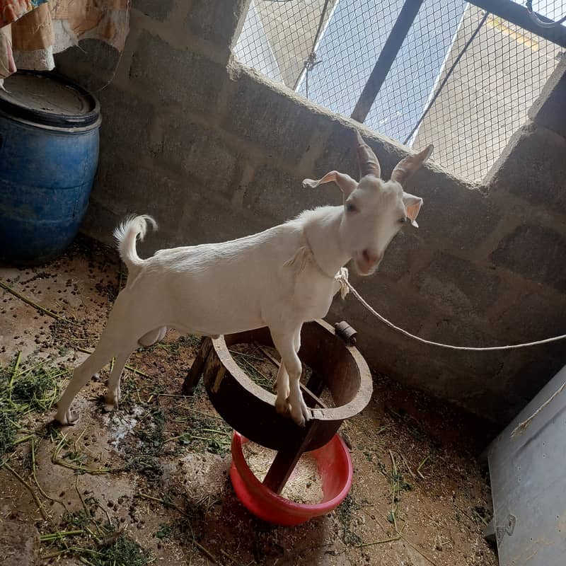 white teda bakra 5