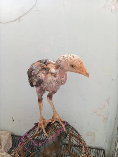 1murgi or 3 chicks