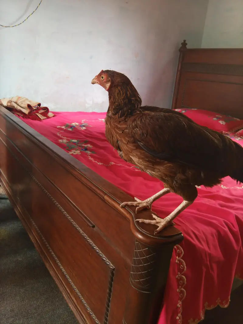 1murgi or 3 chicks — photo 2