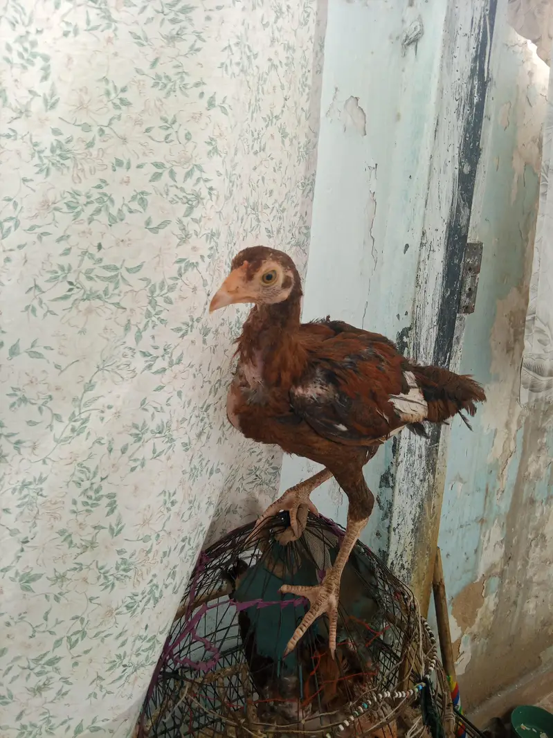 1murgi or 3 chicks — photo 3