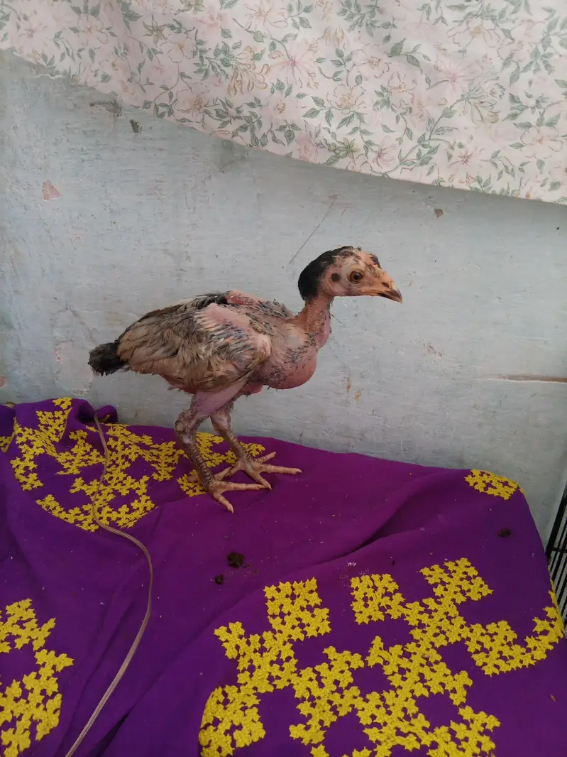 1murgi or 3 chicks — photo 4