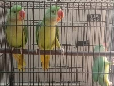 raw parrots