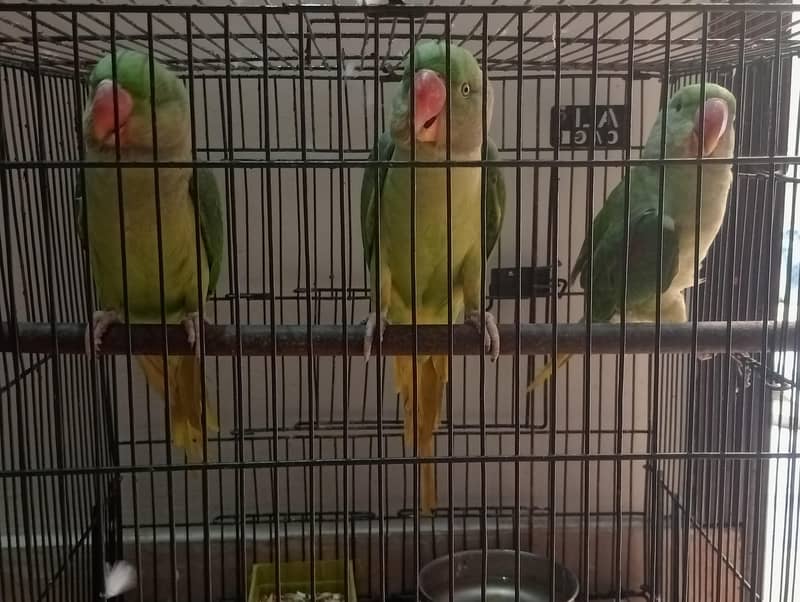 raw parrots 1